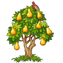 partridge pear tree