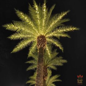 palm tree christmas light display gainesville fl