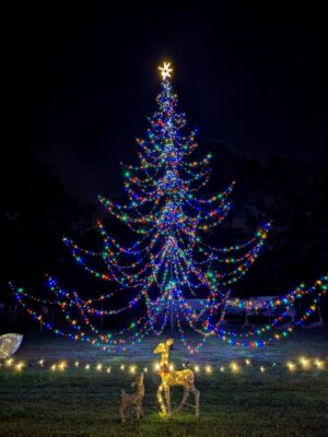 winter wonderland gainesville christmas tree